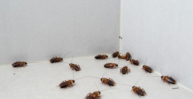 灭蟑螂服务_蟑螂灭杀服务_灭蟑螂服务收费